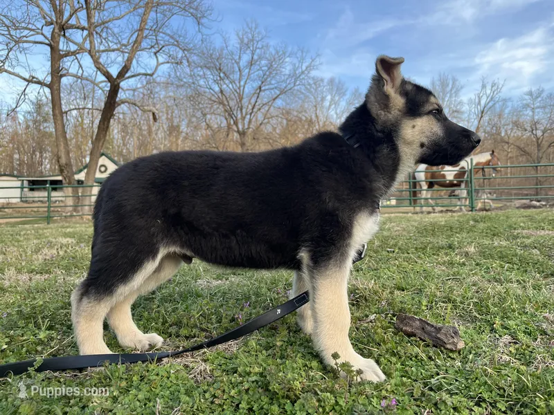 Alastair – German Shepherd Dog puppy for sale in Edwards, MO