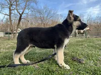 Alastair, a male German Shepherd Dog for sale in Edwards, MO – Photo 3 of 10