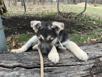 Alastair, a male German Shepherd Dog for sale in Edwards, MO – Photo 6 of 10