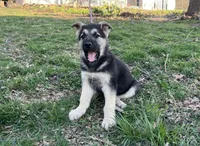 Alastair, a male German Shepherd Dog for sale in Edwards, MO – Photo 4 of 10