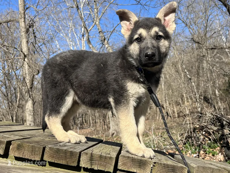 Alastair – German Shepherd Dog puppy for sale in Edwards, MO