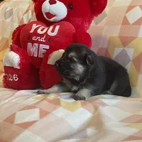 Alastair, a male German Shepherd Dog for sale in Edwards, MO – Photo 8 of 10