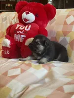 Alastair, a male German Shepherd Dog for sale in Edwards, MO – Photo 6 of 10