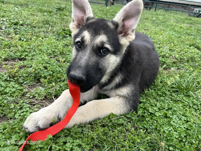 Alastair – German Shepherd Dog puppy for sale in Edwards, MO