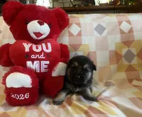 Alastair, a male German Shepherd Dog for sale in Edwards, MO – Photo 7 of 10