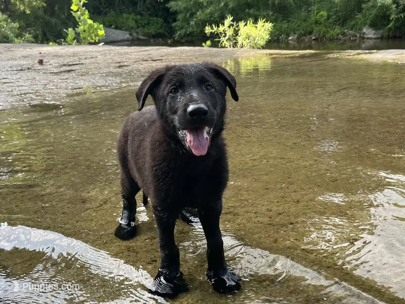 Hedge – German Shepherd Dog puppy for sale in Edwards, MO