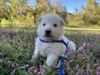 Chip, a male German Shepherd Dog for sale in Edwards, MO – 2 of 7