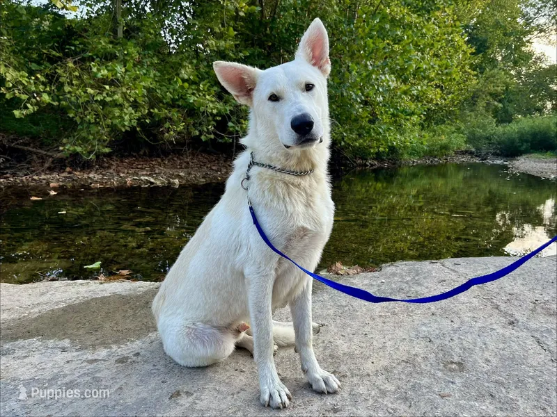 Upcoming AKC Puppies!!! – German Shepherd Dog puppy for sale in Edwards, MO
