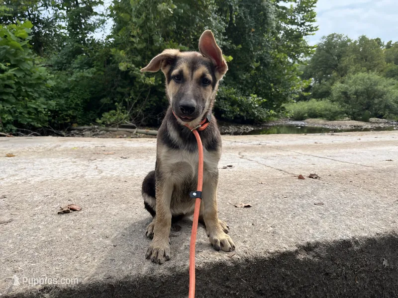 Clover – German Shepherd Dog puppy for sale in Edwards, MO