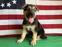 Clover, a female German Shepherd Dog for sale in Edwards, MO – 4 of 6