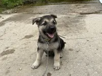 Daisy, a female German Shepherd Dog for sale in Edwards, MO – 5 of 6