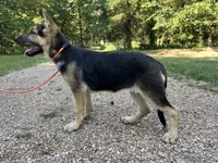 Ember, a female German Shepherd Dog for sale in Edwards, MO – 2 of 10