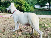 Snip, a male German Shepherd Dog for sale in Edwards, MO – 5 of 8