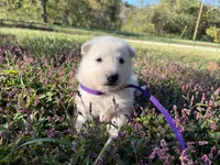 Sylvia, a female German Shepherd Dog for sale in Edwards, MO – 3 of 4