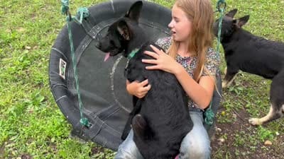 Blossom , a female German Shepherd Dog for sale in Edwards, MO – 10 of 10