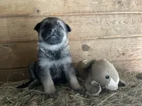 Danny Boy, a male German Shepherd Dog for sale in Edwards, MO – Photo 2 of 9