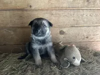 Danny Boy, a male German Shepherd Dog for sale in Edwards, MO – Photo 3 of 9