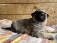 Danny Boy, a male German Shepherd Dog for sale in Edwards, MO – Photo 7 of 9