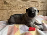 Danny Boy, a male German Shepherd Dog for sale in Edwards, MO – Photo 6 of 9