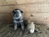 Danny Boy, a male German Shepherd Dog for sale in Edwards, MO – Photo 4 of 9
