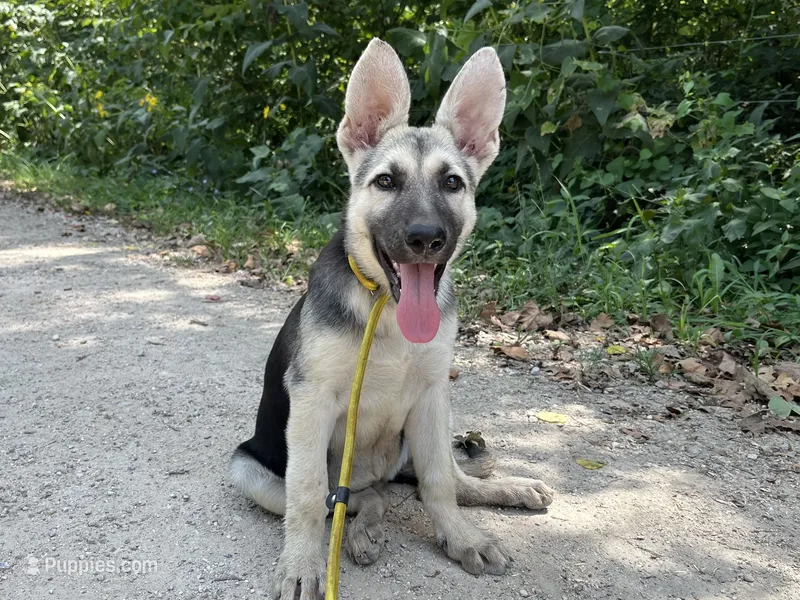 Sandy – German Shepherd Dog puppy for sale in Edwards, MO