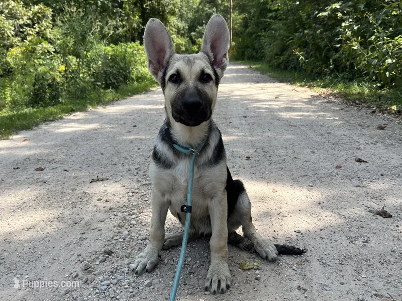 AKC Brooklynn  – German Shepherd Dog puppy on hold in Edwards, MO