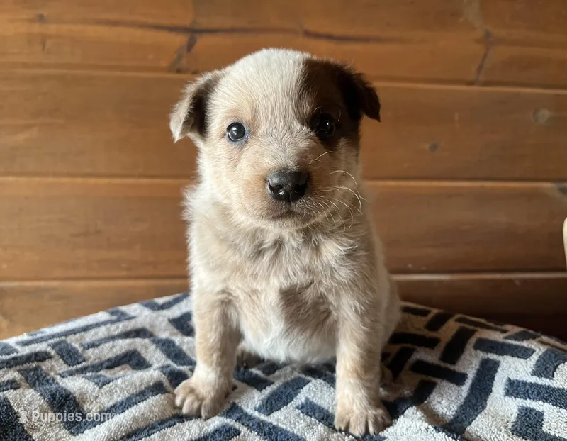 Little John – Australian Cattle Dog puppy for sale in Edwards, MO