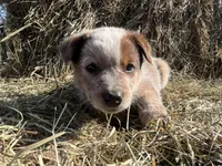 Jip , a male Australian Cattle Dog for sale in Edwards, MO – Photo 6 of 10
