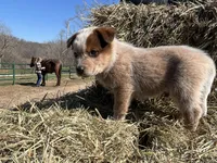Jip , a male Australian Cattle Dog for sale in Edwards, MO – Photo 5 of 10
