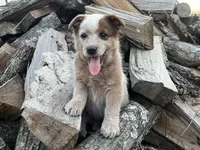 Jip , a male Australian Cattle Dog for sale in Edwards, MO – Photo 1 of 10