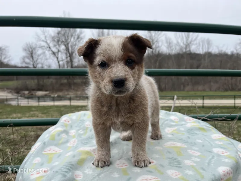 Little John – Australian Cattle Dog puppy for sale in Edwards, MO
