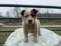 Jip , a male Australian Cattle Dog for sale in Edwards, MO – Photo 3 of 10