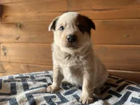 Little John, a male Australian Cattle Dog for sale in Edwards, MO – Photo 2 of 9