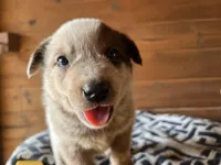 Little John, a male Australian Cattle Dog for sale in Edwards, MO – Photo 3 of 9