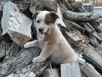 Jip , a male Australian Cattle Dog for sale in Edwards, MO – Photo 2 of 10