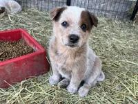 Jip , a male Australian Cattle Dog for sale in Edwards, MO – Photo 4 of 10
