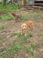 Little John, a male Australian Cattle Dog for sale in Edwards, MO – Photo 9 of 9