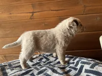 Little John, a male Australian Cattle Dog for sale in Edwards, MO – Photo 6 of 9