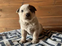 Little John, a male Australian Cattle Dog for sale in Edwards, MO – Photo 5 of 9