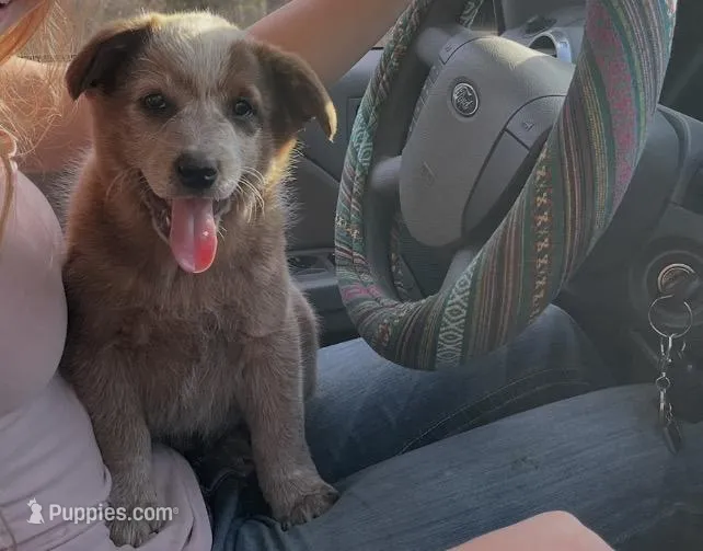 Jip  – Australian Cattle Dog puppy for sale in Edwards, MO