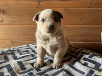 Little John, a male Australian Cattle Dog for sale in Edwards, MO – Photo 4 of 9