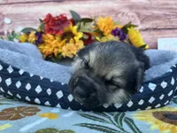 Amethyst , a female German Shepherd Dog for sale in Edwards, MO – 3 of 4