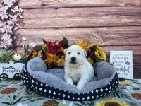 Opal, a female German Shepherd Dog for sale in Edwards, MO – 3 of 6