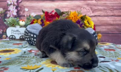 Onyx, a male German Shepherd Dog for sale in Edwards, MO – 6 of 6