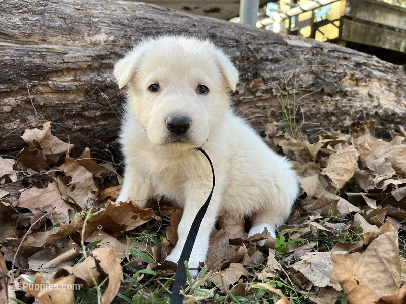 Snip – German Shepherd Dog puppy for sale in Edwards, MO
