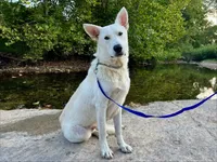 Chip, a male German Shepherd Dog for sale in Edwards, MO – 6 of 7