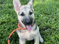 Daisy, a female German Shepherd Dog for sale in Edwards, MO – 6 of 10