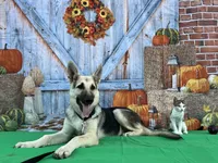 Daisy , a female German Shepherd Dog for sale in Edwards, MO – 3 of 6
