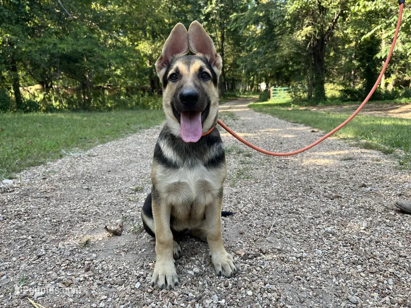 Clover – German Shepherd Dog puppy for sale in Edwards, MO