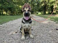 Ember, a female German Shepherd Dog for sale in Edwards, MO – 1 of 10